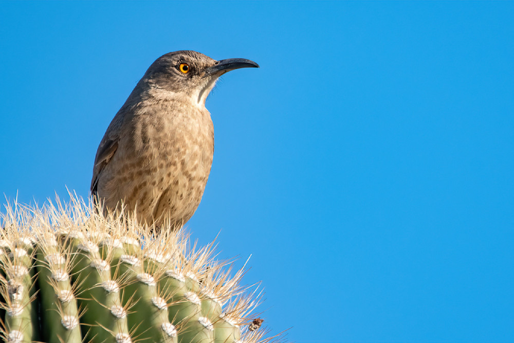 Curve Billed Thrasher Photography Art | davehatton