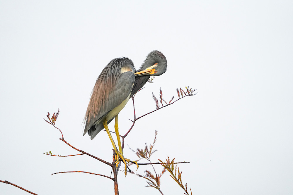 0189 Tricolored Heron Photography Art | Cunningham Gallery