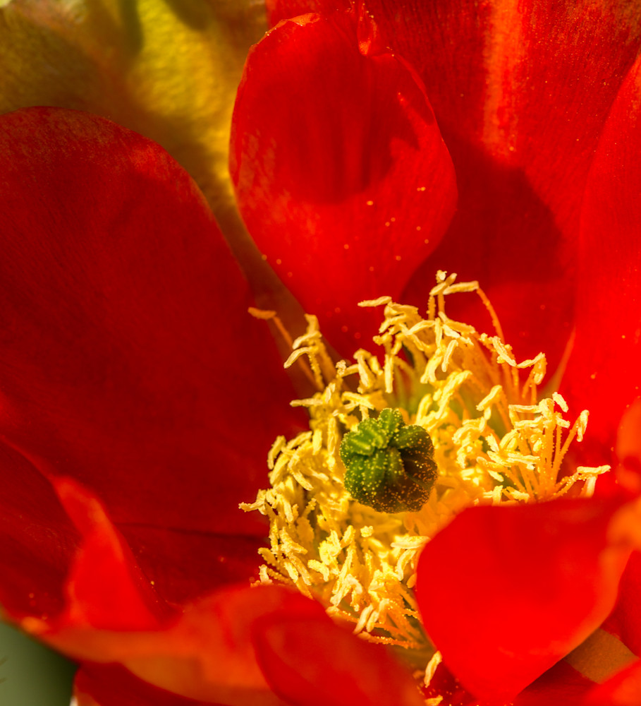 Prickly Pear Square Photography Art | NKF Fine ART