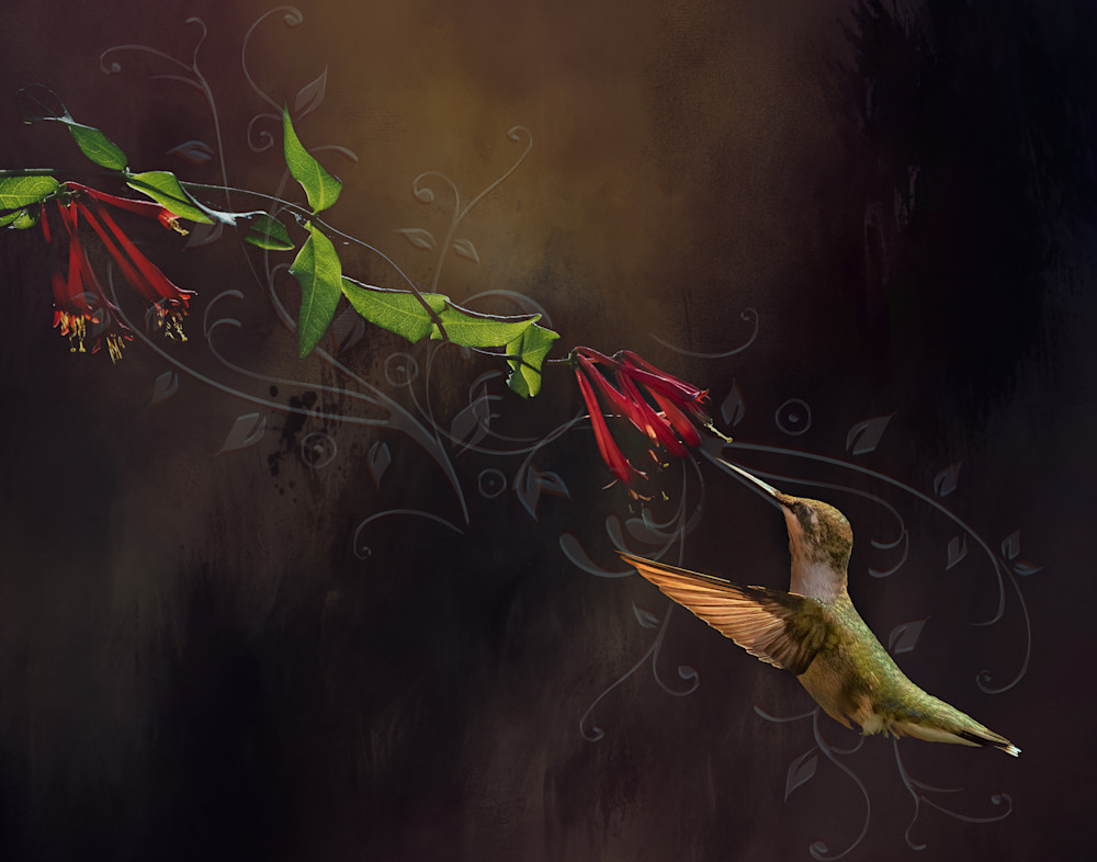 Hummingbird Drinking From Coral Honeysuckle Photography Art | Bob Boyd Salty Images