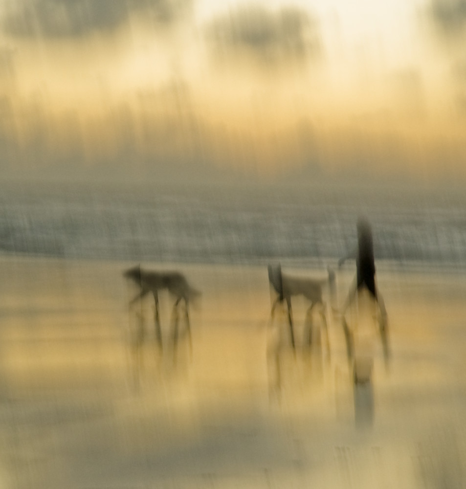 Walking The Dogs Photography Art | Eva Polak Photography