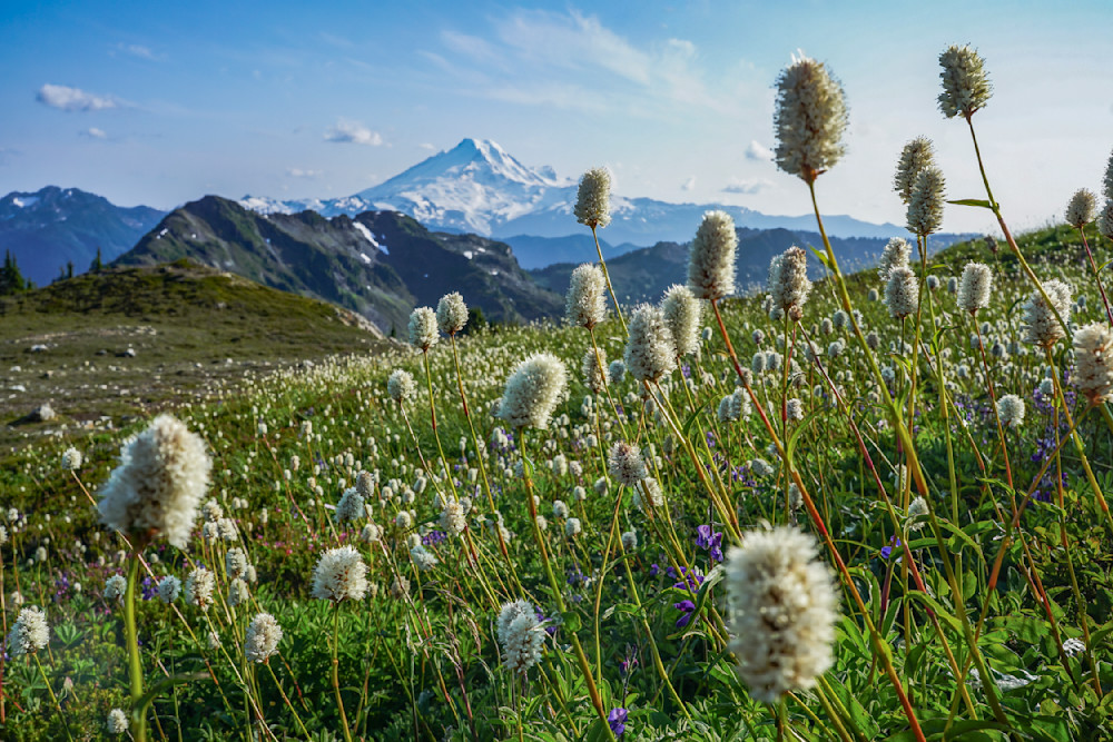 Wildflowers in front of Mount Baker