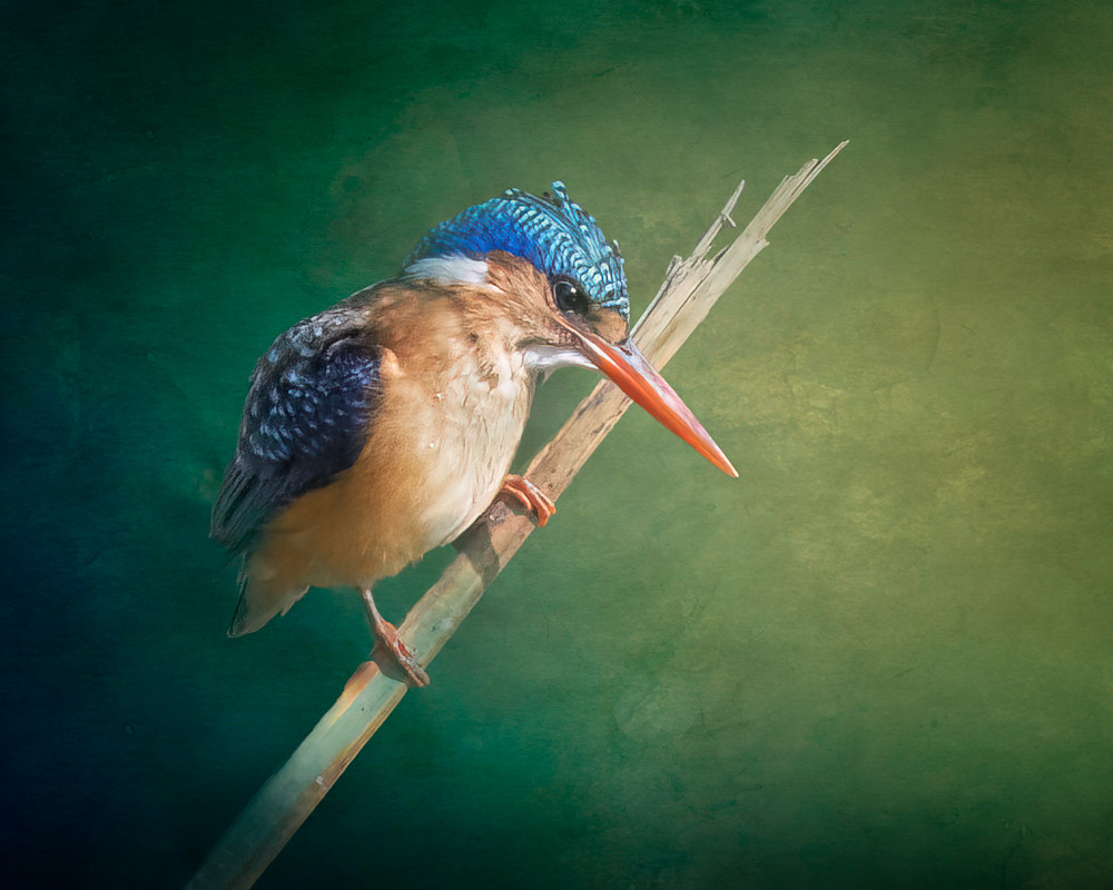The Malachite Kingfisher Photography Art | Terrie Gray Photography