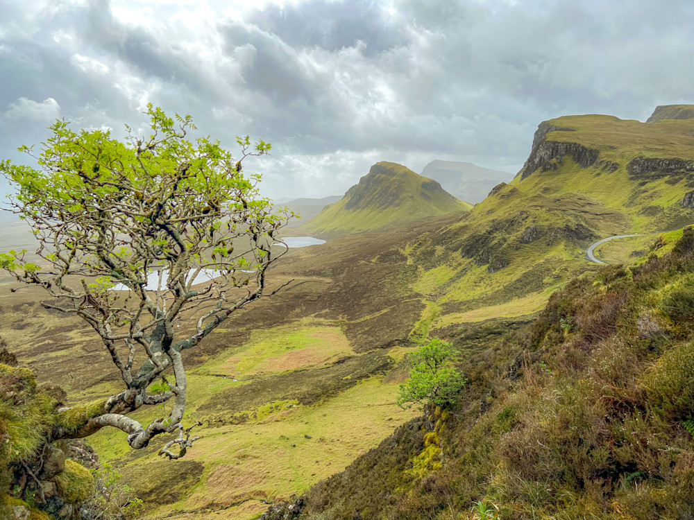 Quirang Tree, Scotland | Landscape Photography | Tim Truby 