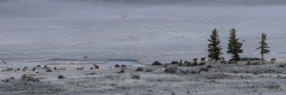 Moraine Park Elk In Fog Photography Art | John Kennington Photography