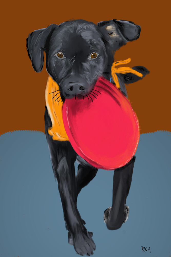 Dog And Frisbee Photography Art | Playful Gallery by Rob Harrison