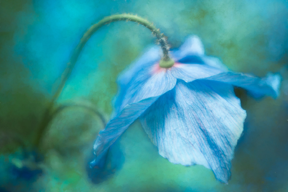 Rare Himalayan Blue Poppy Fine-Art Print