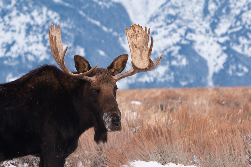Moose Encounter Photography Art | Catherine Reese