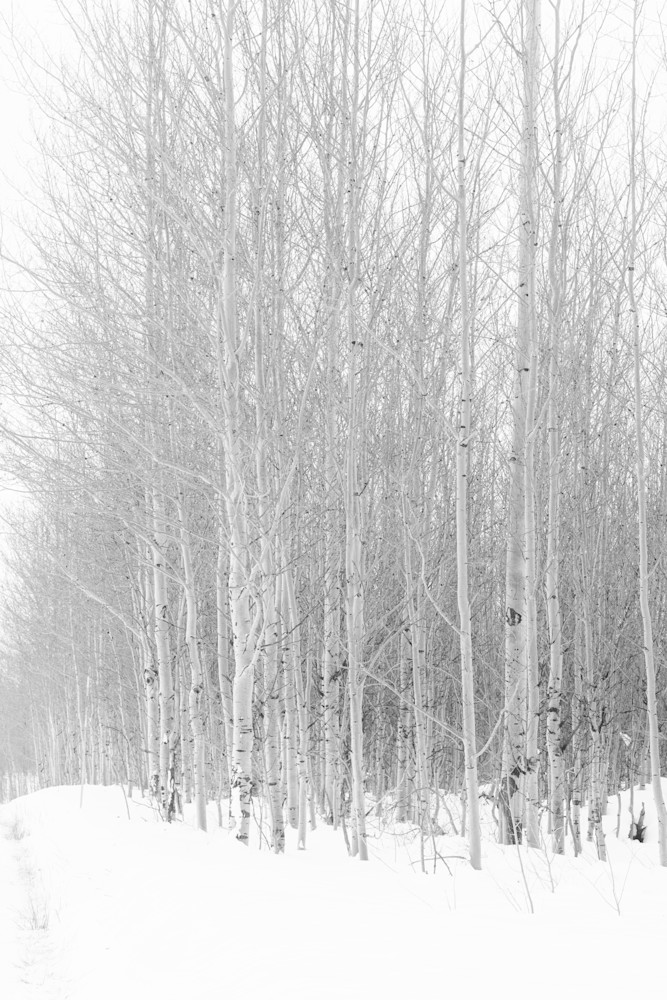 Winter Aspens Photography Art | Catherine Reese