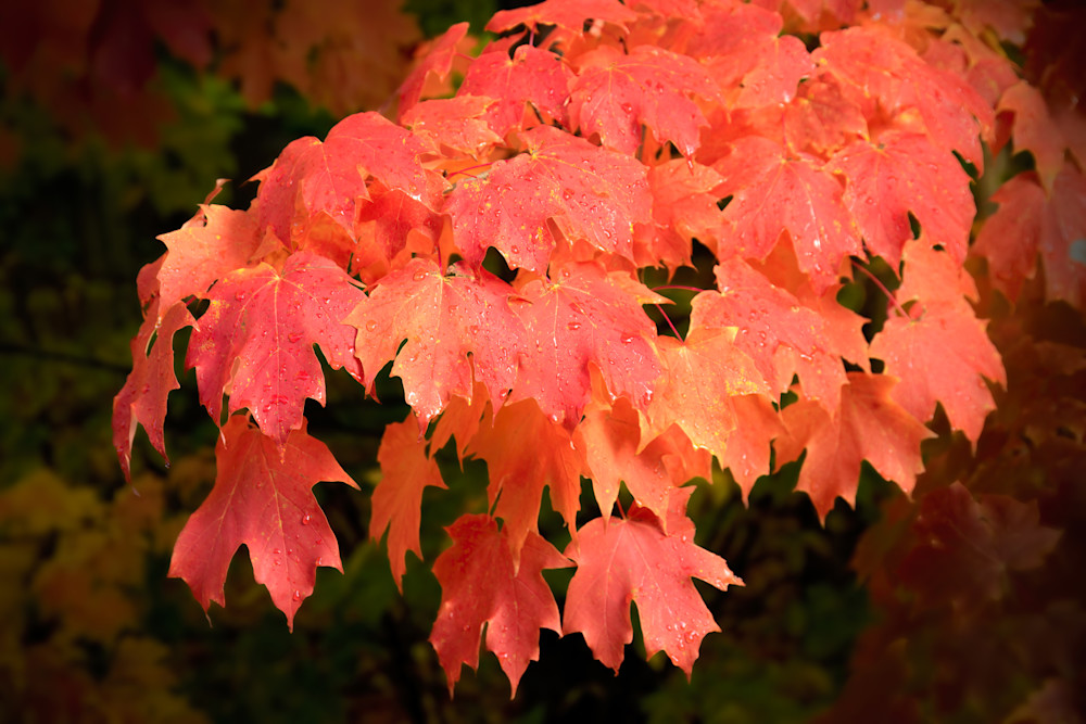 "Autumn's Fiery Maple" | Fine Art Photography by Dennis Caskey