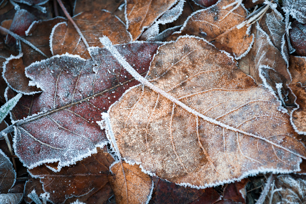 Frosted Leaves Fine Art Prints  - By Sally Halvorsen.  On Canvas, Paper, And More