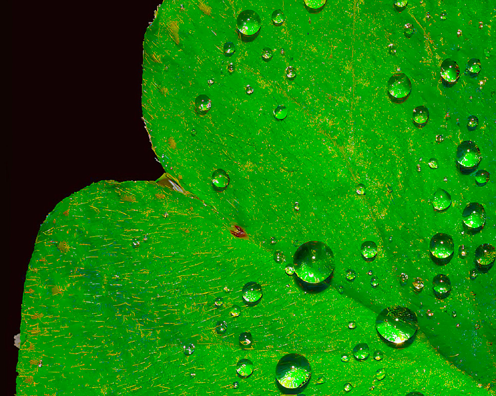 Rain Leaf Photography Art | John's Photos