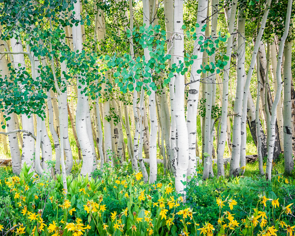 Summer Aspen Grove. Crested Butte, Colorado Photography Art | Kelley Dallas Photography