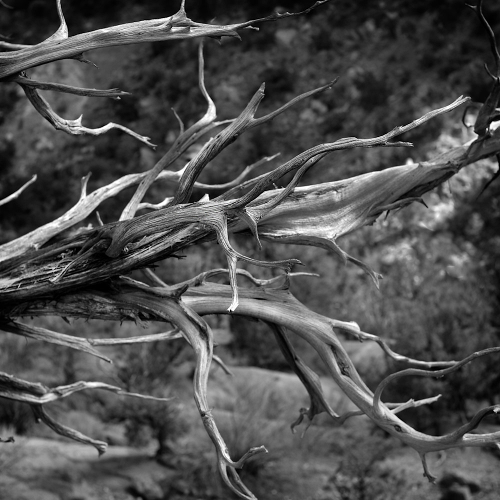Desert Tree Photography Art | DavidTScott