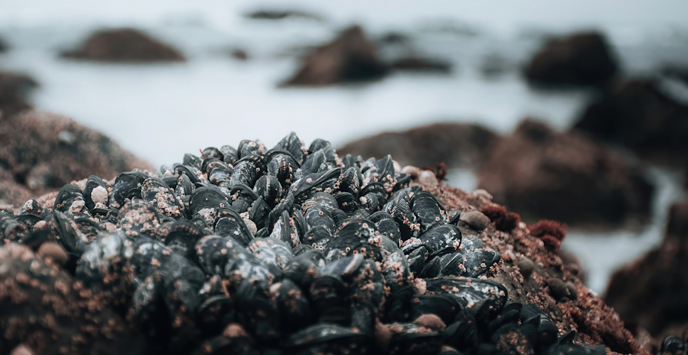 Mussels!   Olympic Peninsula, Washington Photography Art | matthewryanphoto
