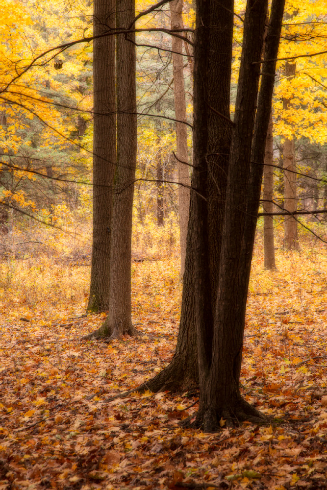 Signs Of Autumn   Autumn Forest Photography Art | 3rdEye Photographic