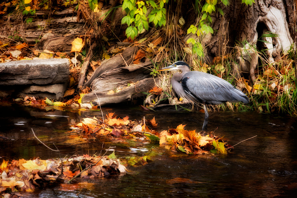 Signs Of Autumn   Blue Heron Waiting In Camouflage Photography Art | 3rdEye Photographic