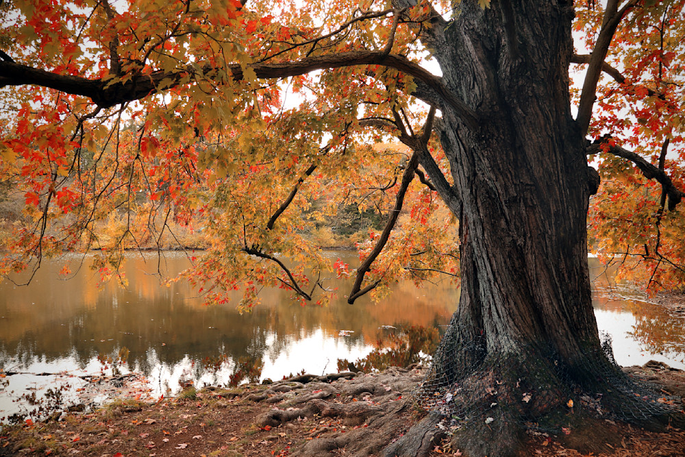 Signs Of Autumn   Freeman Maple Photography Art | 3rdEye Photographic