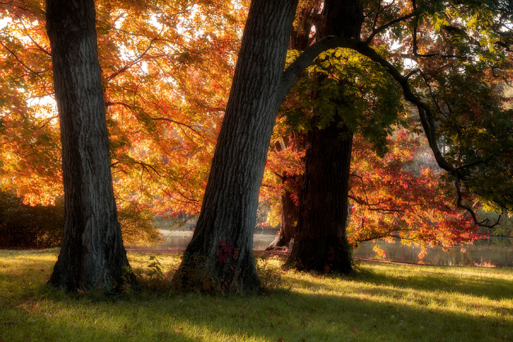 Signs Of Autumn   Triplets Photography Art | 3rdEye Photographic