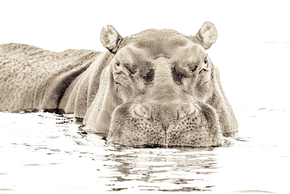 Hippo Chobe River
