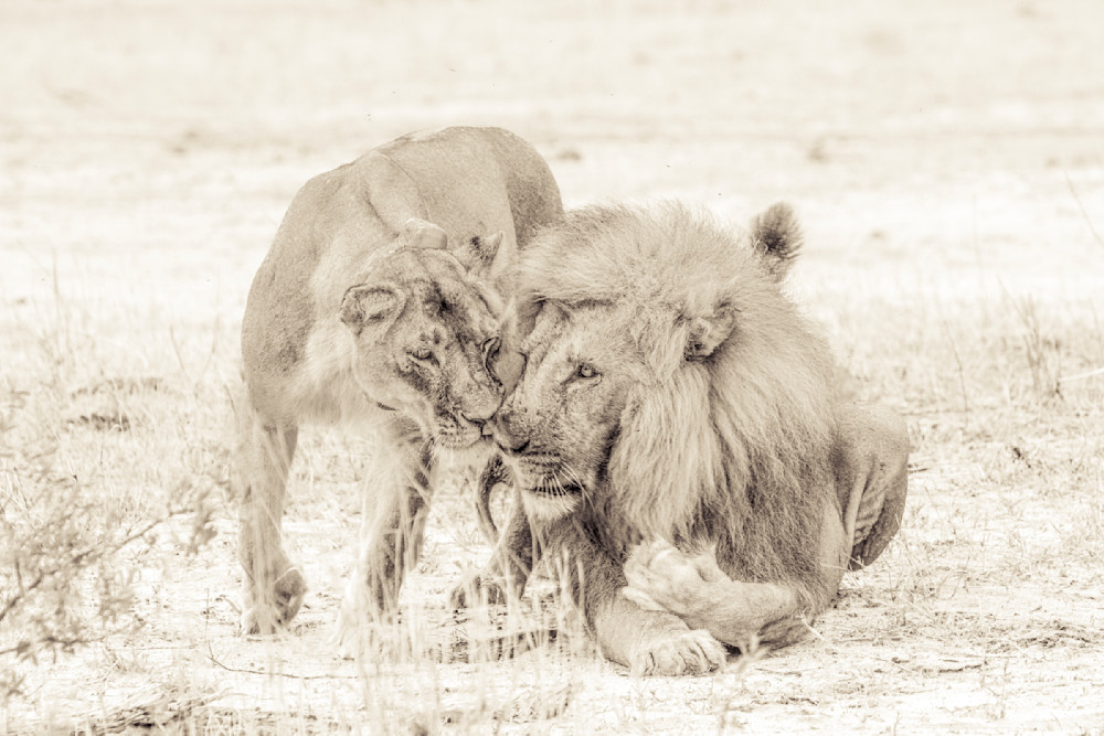 Lion mating ritual