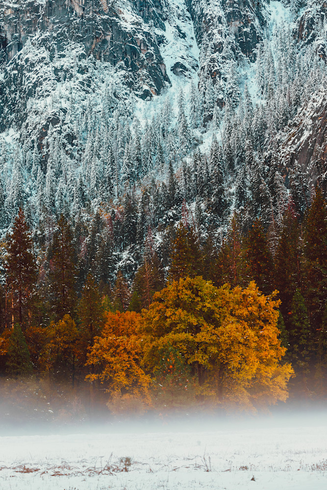 Hazy Autumn And Snow Capped Trees Photography Art | Alyce Croft Photography