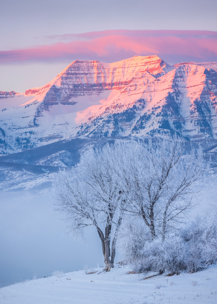 Winter Eagle Tree with Timp