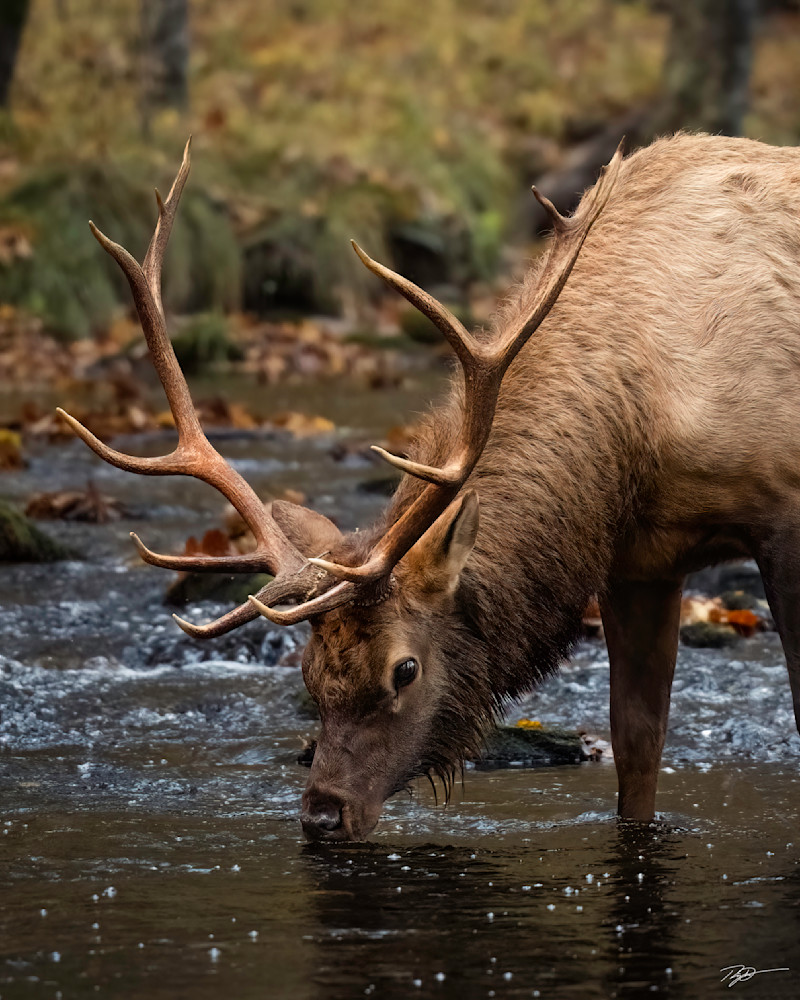 Thirsty Monk - Bull Elk Drinks Print