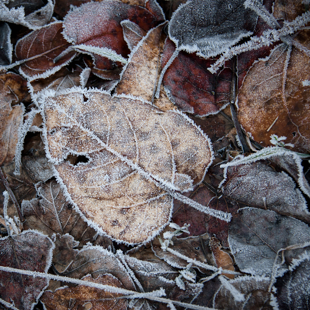 Frozen Leaves Fine Art Prints - By Sally Halvorsen. 