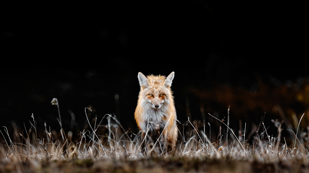 Fox Stare, Yellowstone