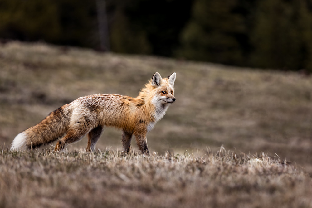 Still Fox, Yellowstone