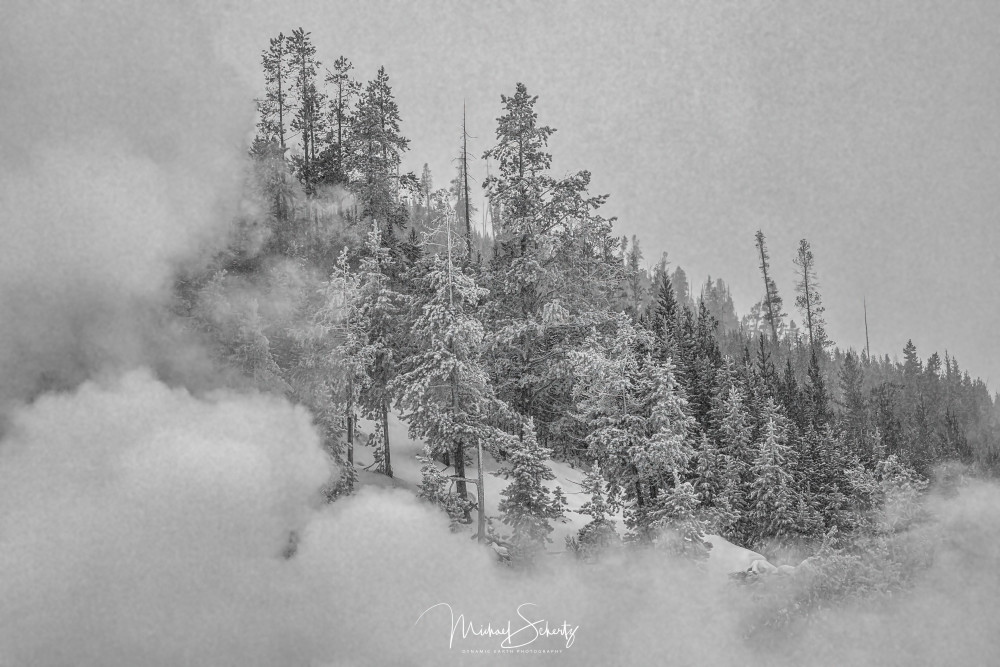 Mystic Forest   2 Photography Art | dynamicearthphotos