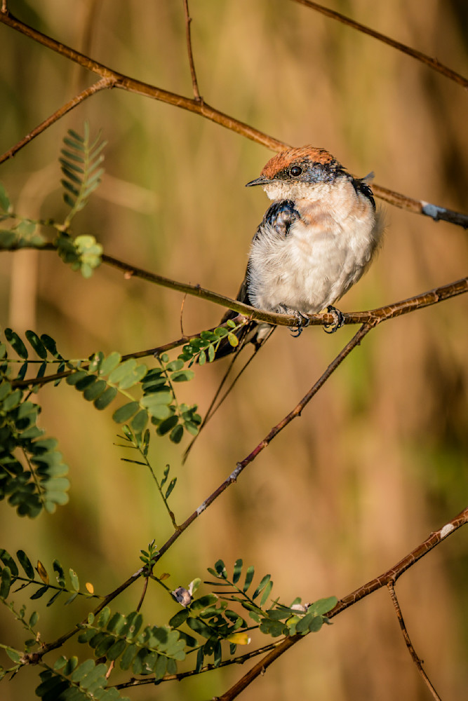 African Cliff Swallow