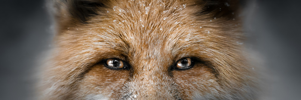 Eyes Of The Fox  Photography Art | Jeff N Brenner Photography