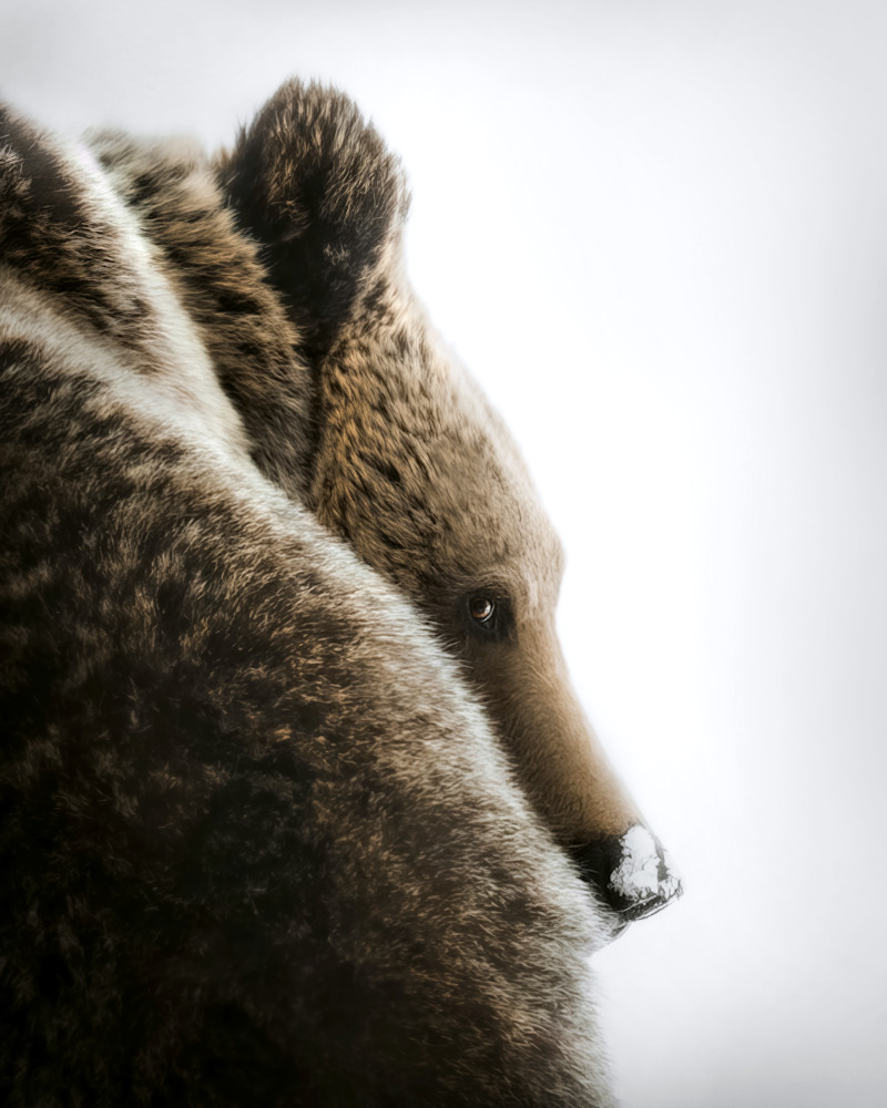 Grizzly Side Eye  Photography Art | Jeff N Brenner Photography