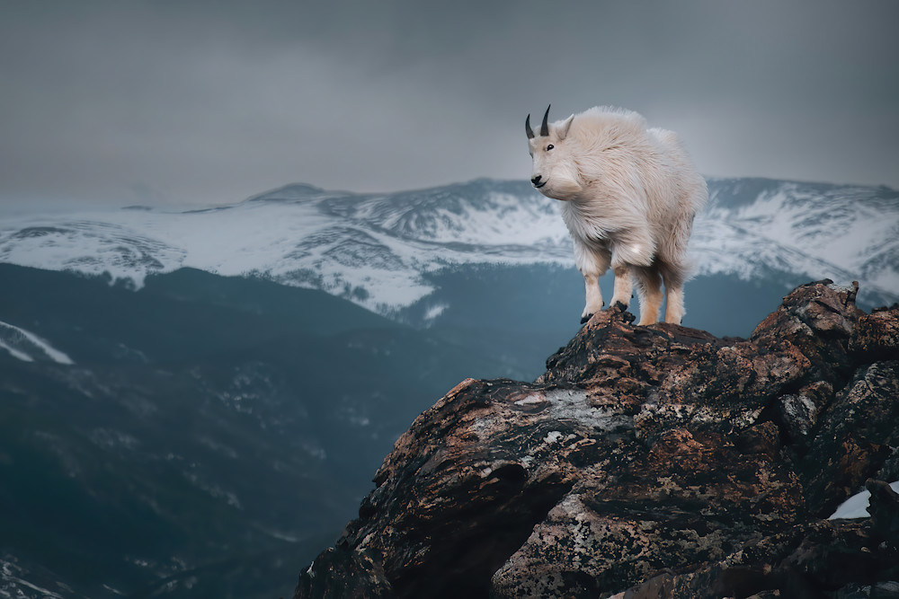 Mountain Goat Vista   Silverthorne, Colorado Photography Art | matthewryanphoto