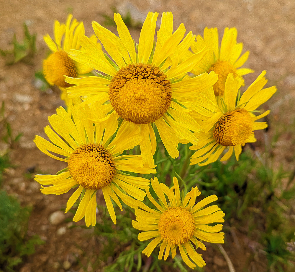 Alpine Sunflower, for sale as digital art by Maureen Wilks