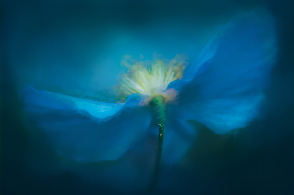 Fine-art print of a rare Himalayan blue poppy announcing its presence