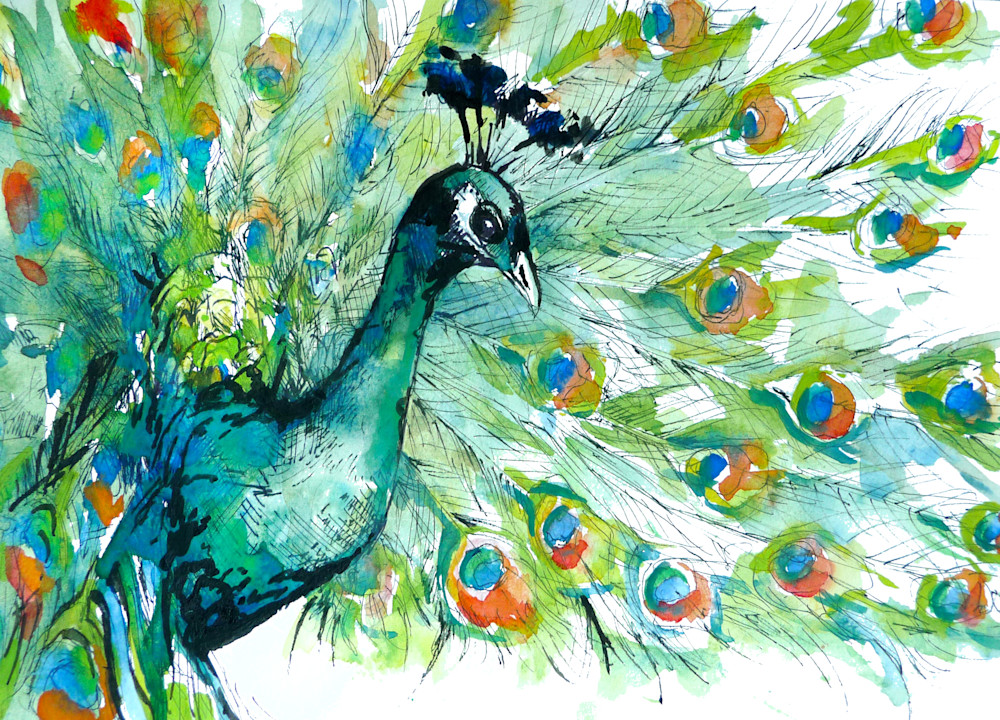 Peacock Art | Meghan Taylor Art