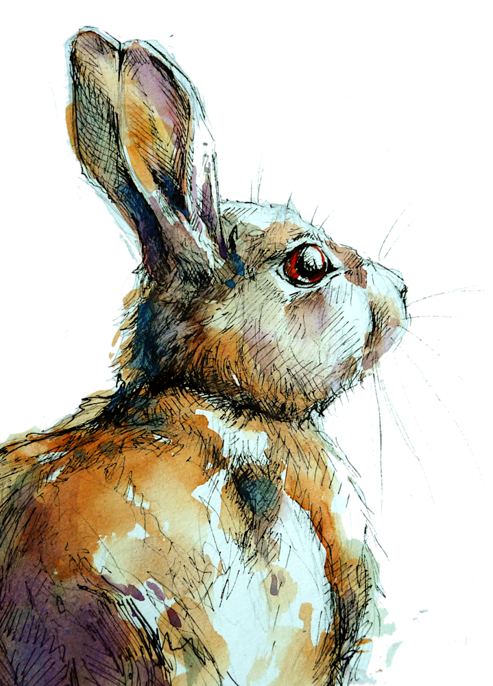 Eastern Cottontail Rabbit Art | Meghan Taylor Art