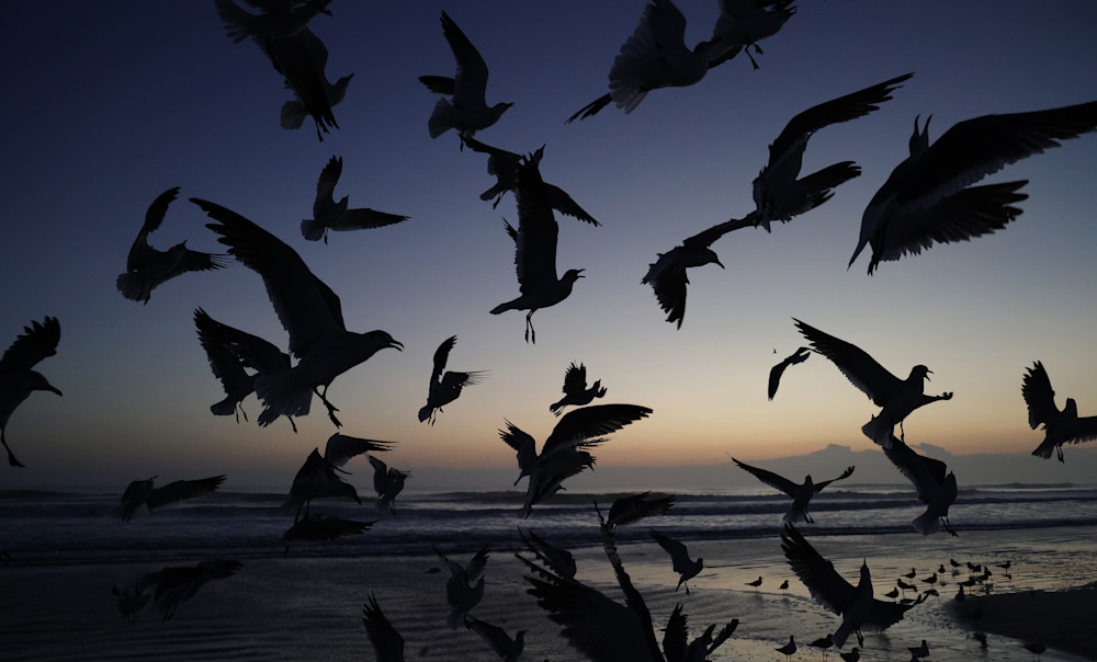 Seagull Sunrise Photography Art | Shelley Lynch Photography