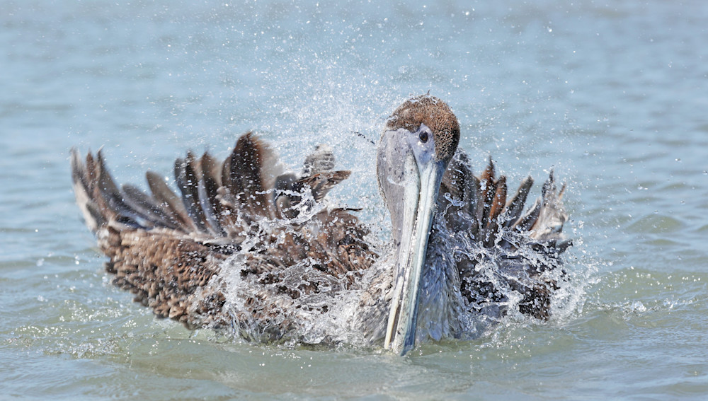 Pip Getting Squeaky Clean  Photography Art | Shelley Lynch Photography