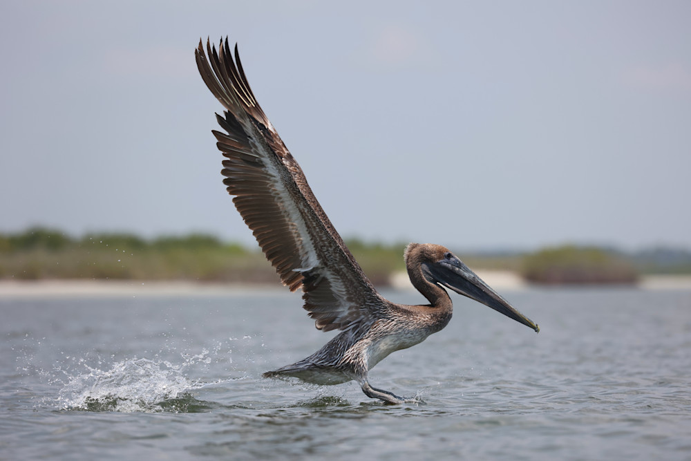 Pip Takes Off  Photography Art | Shelley Lynch Photography