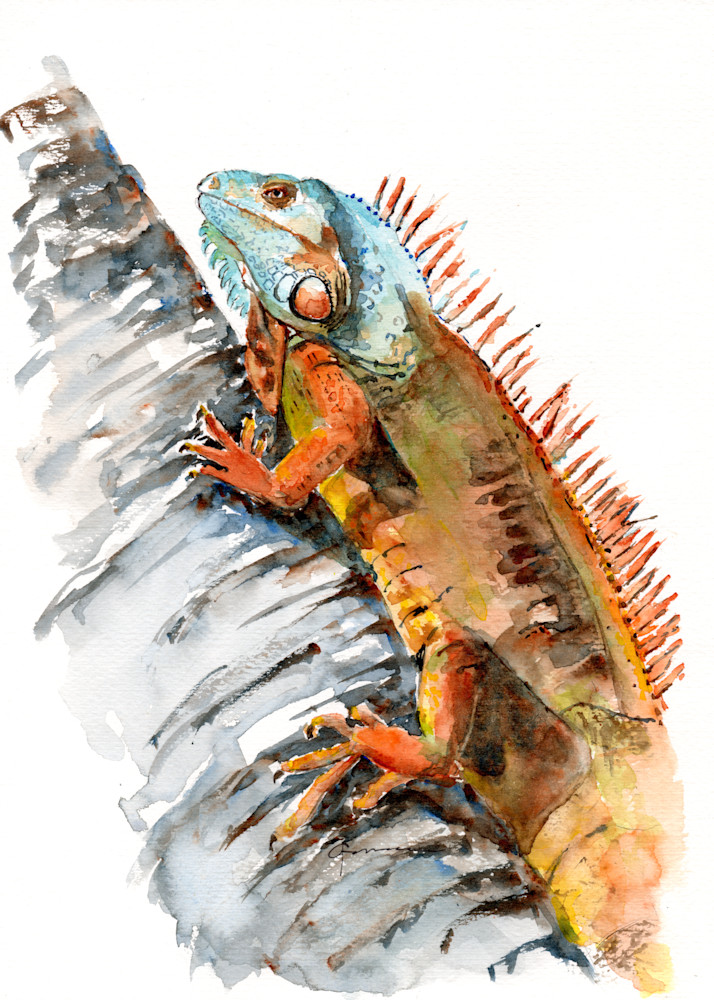 Iguana 2 Watercolor Print | Claudia Hafner Watercolor
