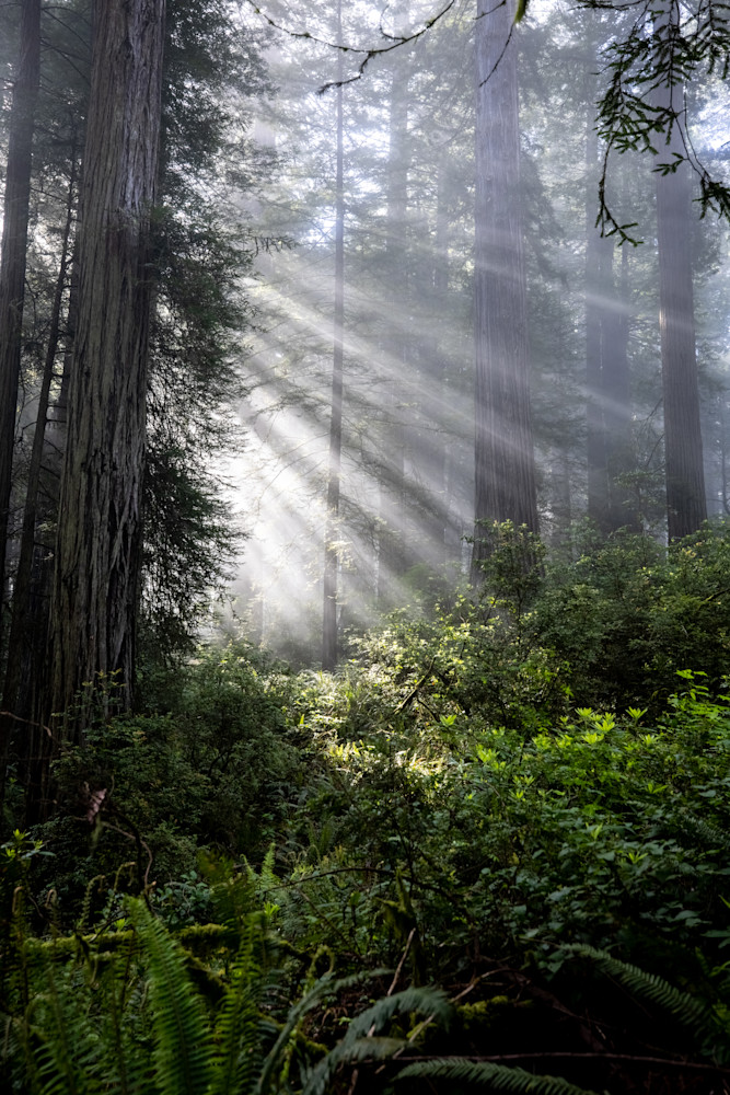 Redwood Rays Art | Chad Wanstreet Inc