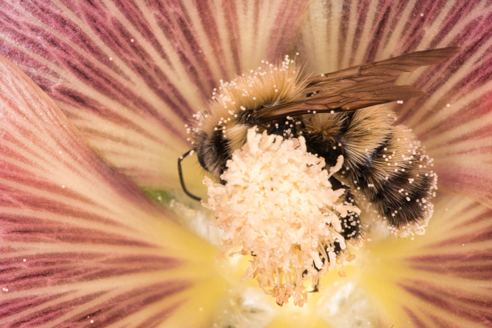 Pollen Bath Photography Art | Jesse Coker Photography