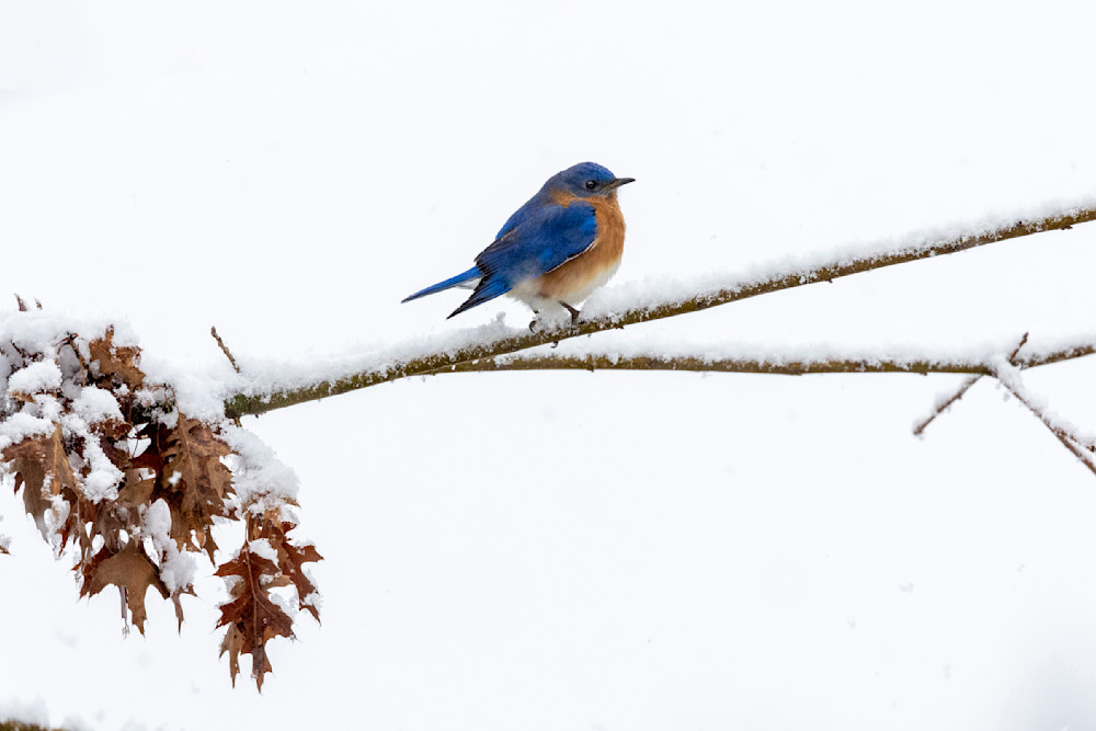 Blue Bird In The Snow Photography Art | Lightscapes Photographic Artwork