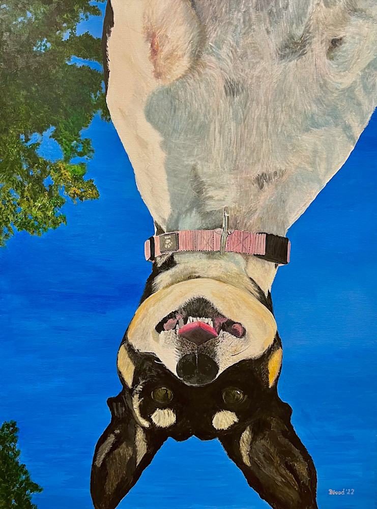 Duna - upside down dog portrait