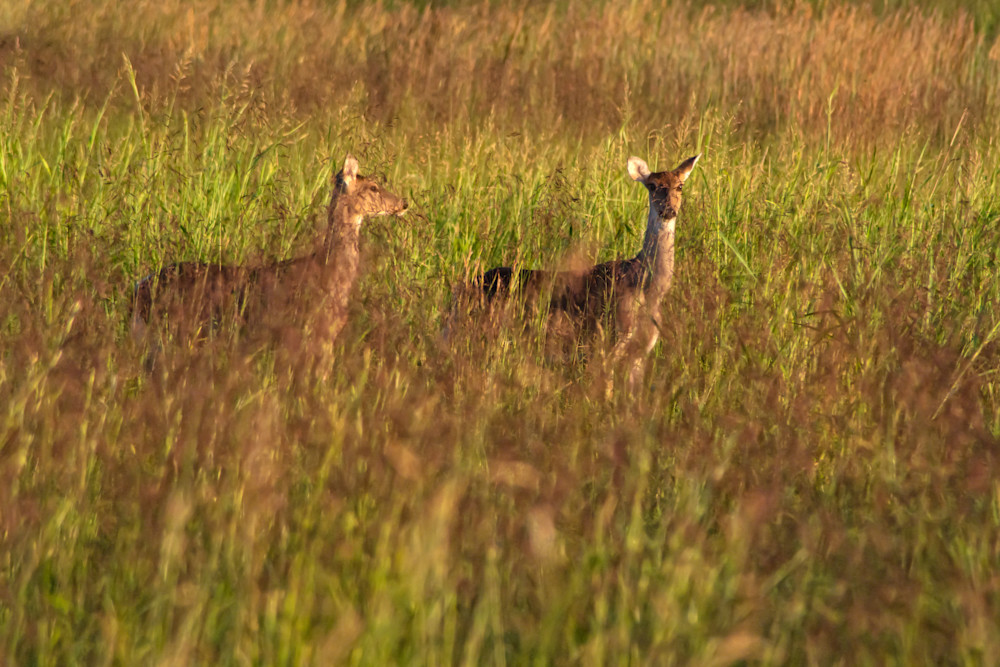 At days end a pair of deer browse in the meadow, kissed by the light of the setting sun.  