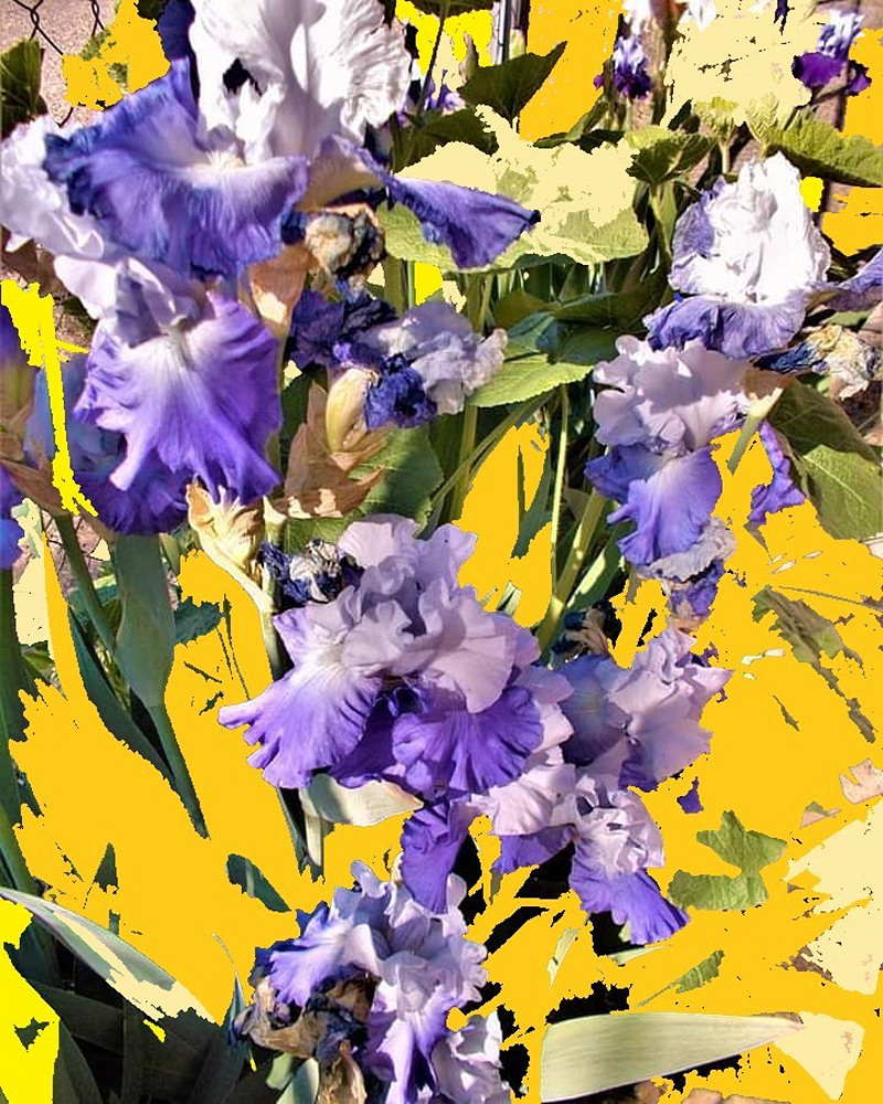 Irises 1 Art | Bobbo66Art Studio